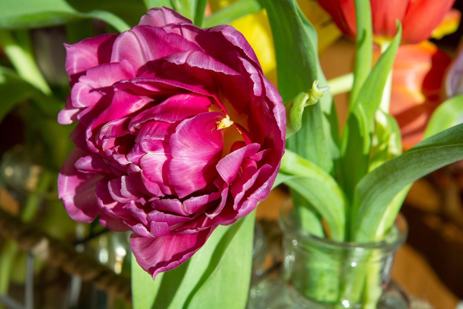 Nikon D7100 sample photo. Flower, tulip, pink photography