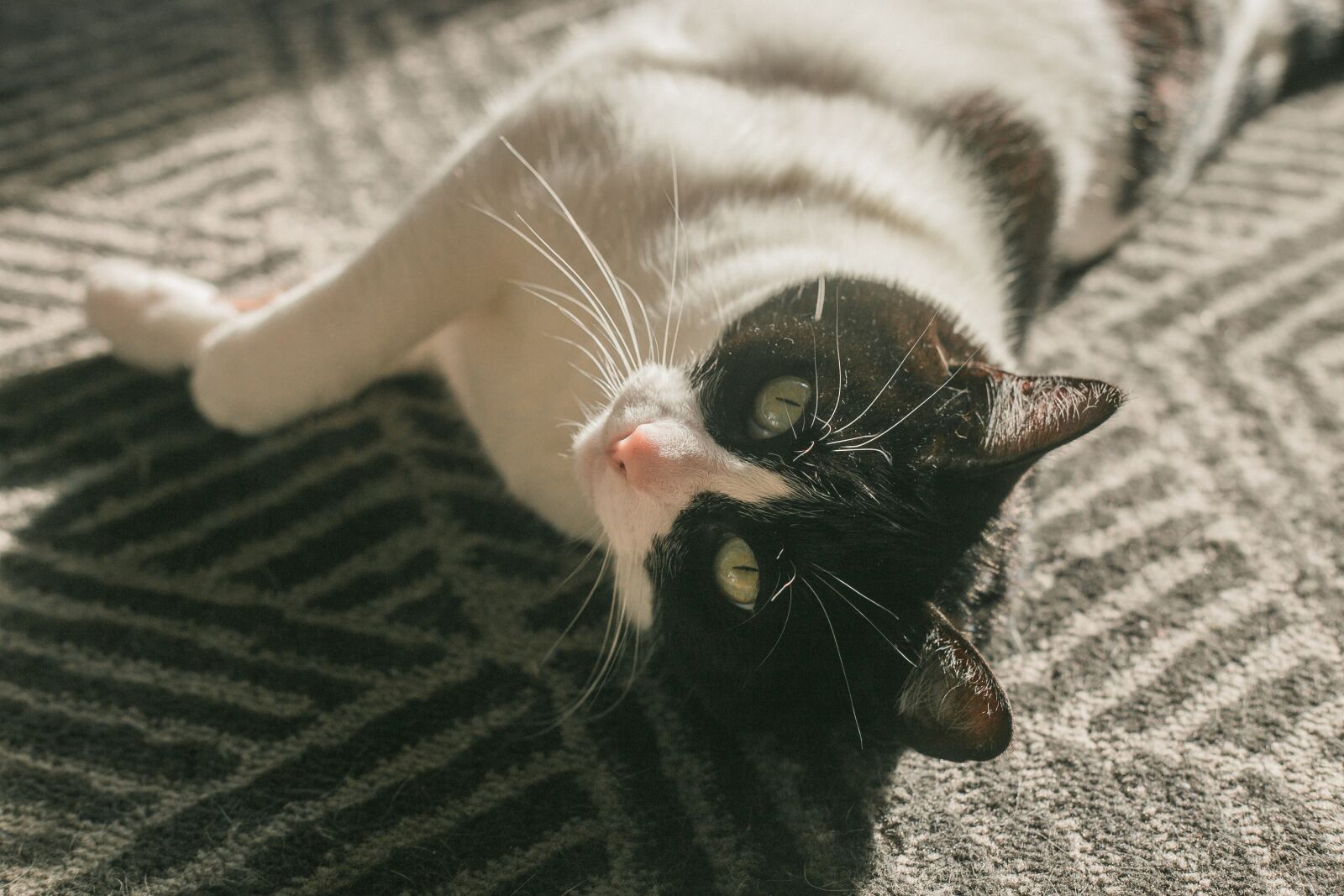 Canon EF 50mm F1.8 II sample photo. Cat, sun, sunbath photography