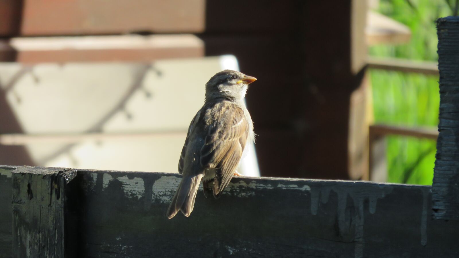 Canon PowerShot SX700 HS sample photo. Mus, fence, summer photography