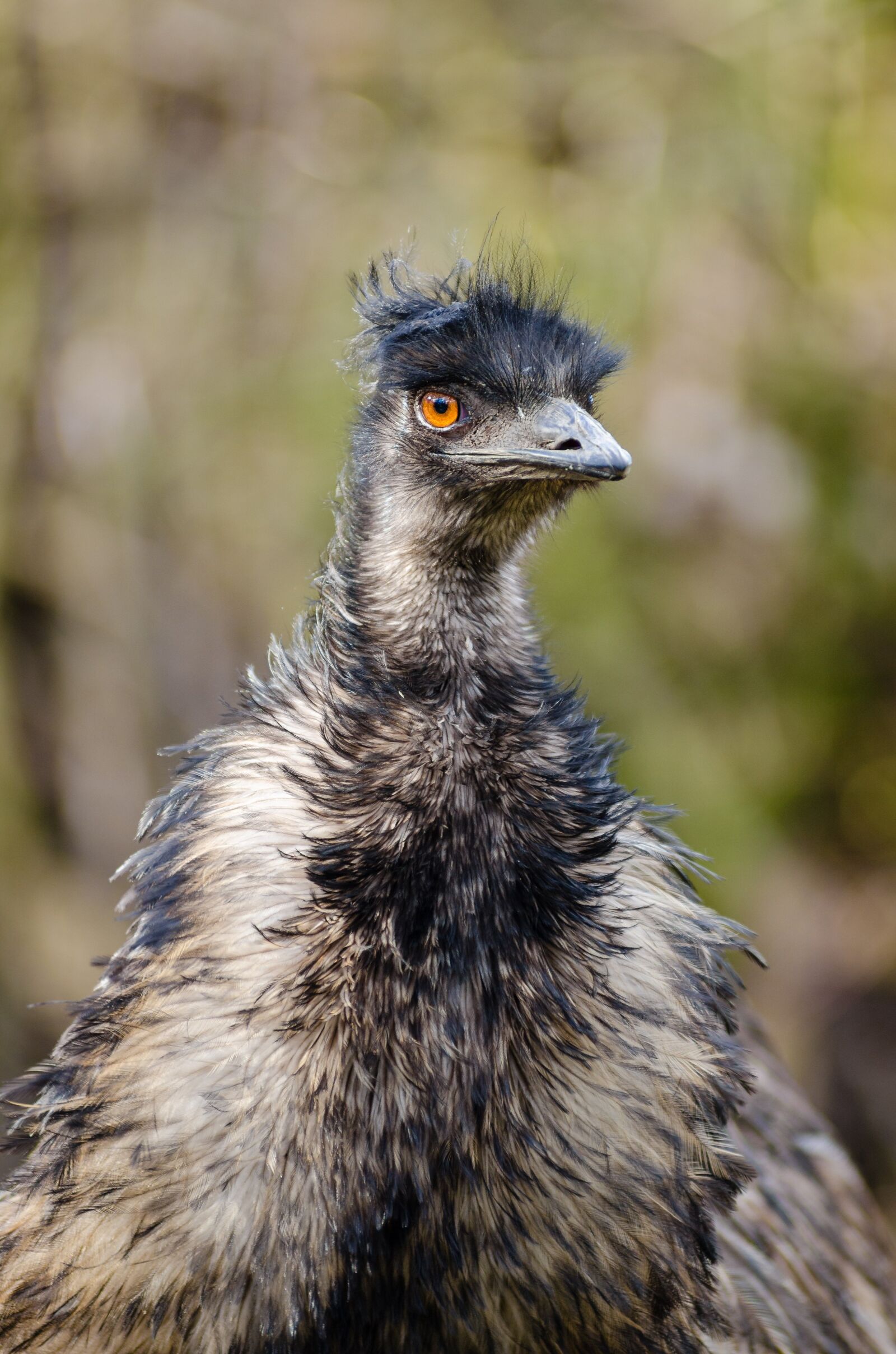 Nikon D7000 sample photo. Emu, bird, emu australia photography