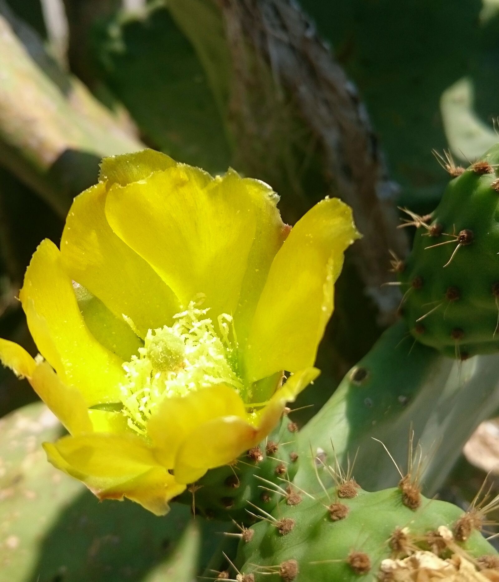 Sony Xperia Z3 sample photo. Cactus, greece, yellow photography