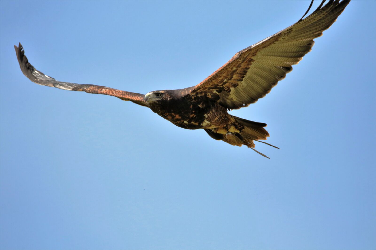 Canon EOS 7D Mark II sample photo. Grey buzzard eagle, eagle photography