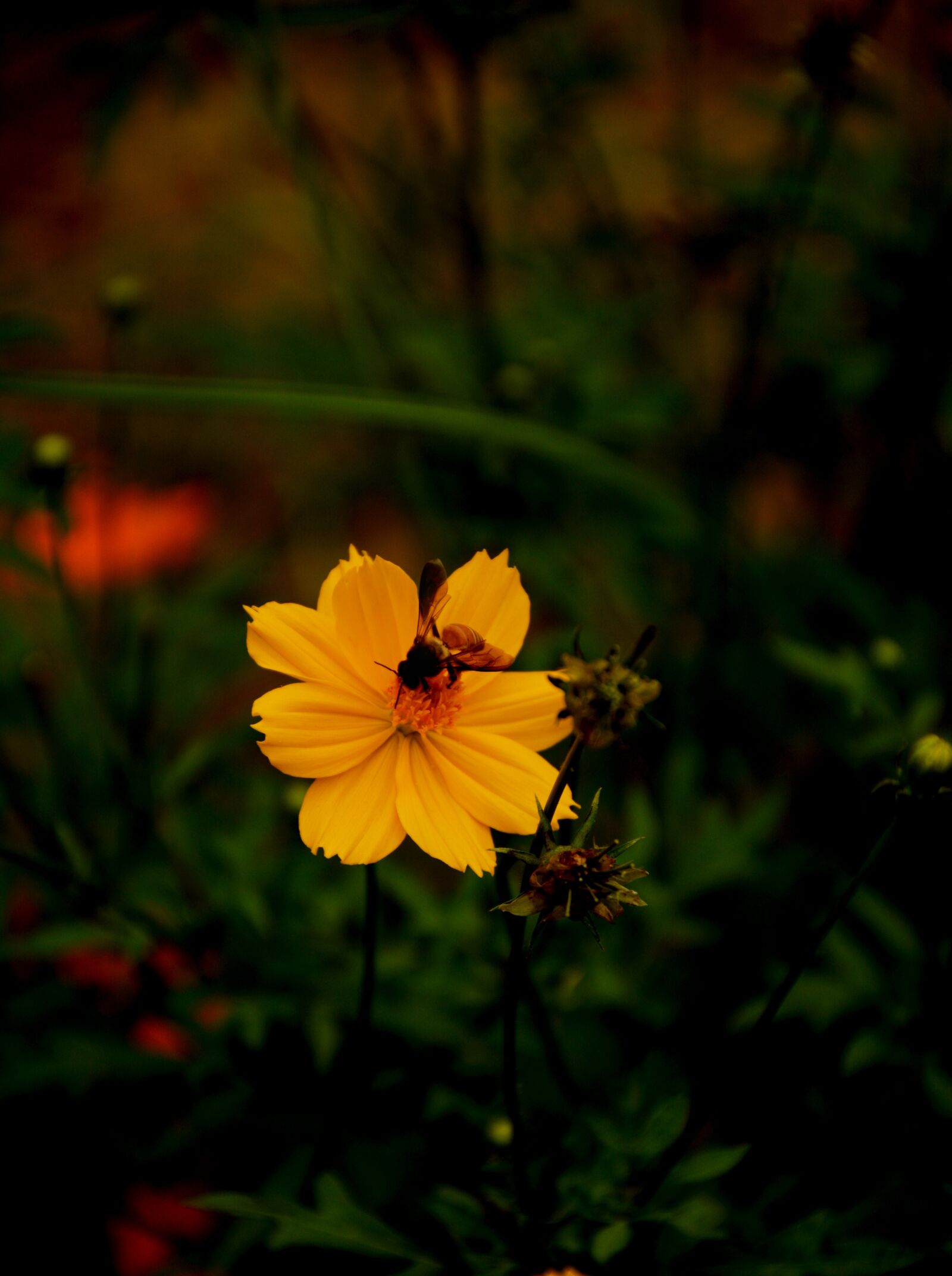 Nikon D5200 sample photo. Bee, flower, nature photography