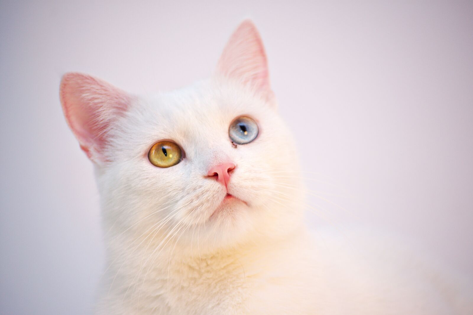 Nikon D3400 sample photo. Cat, white, angora photography
