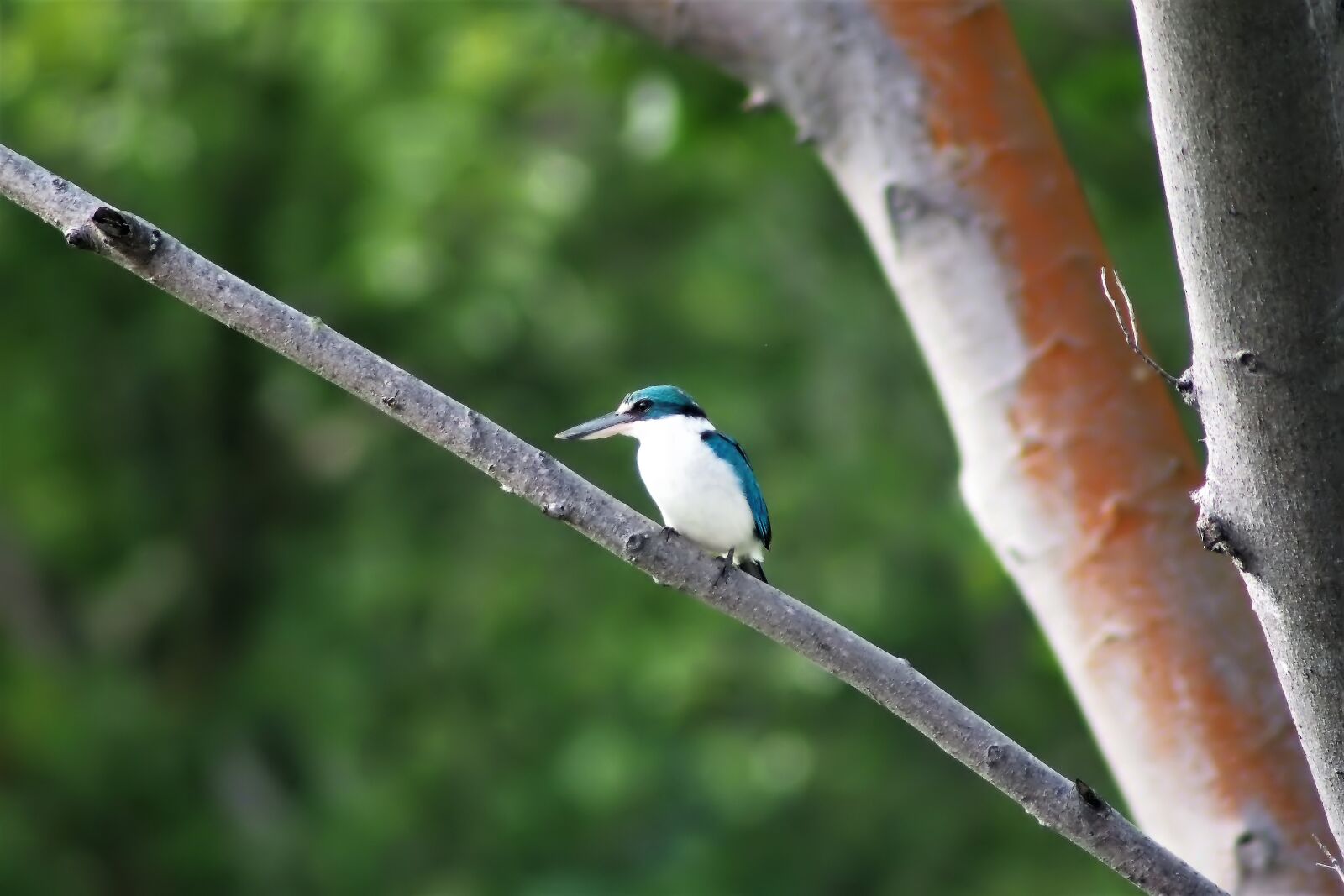 Olympus OM-D E-M1 sample photo. Bird, wildlife, wild photography