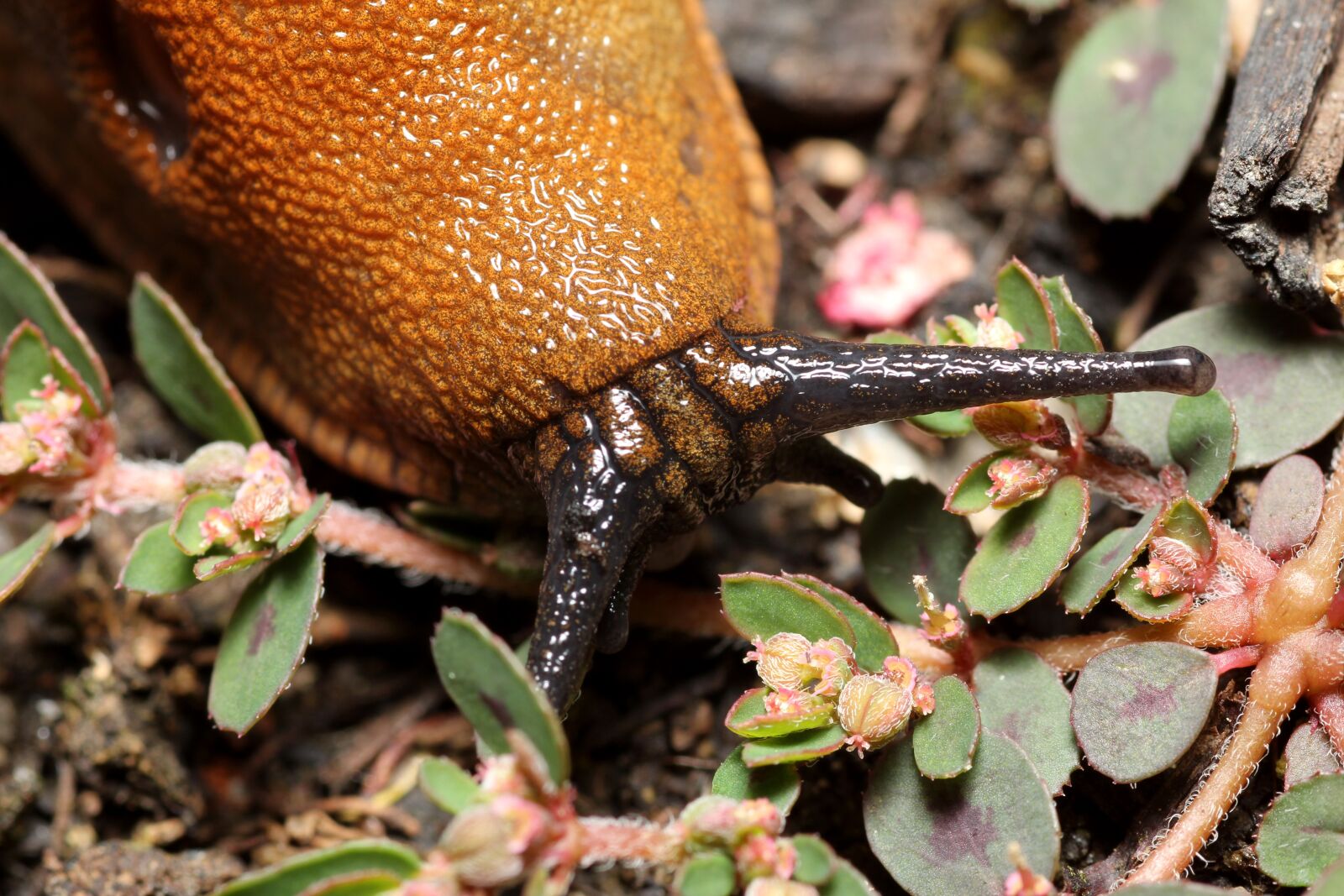 Canon EOS 60D sample photo. Snail, eyes, macro photography