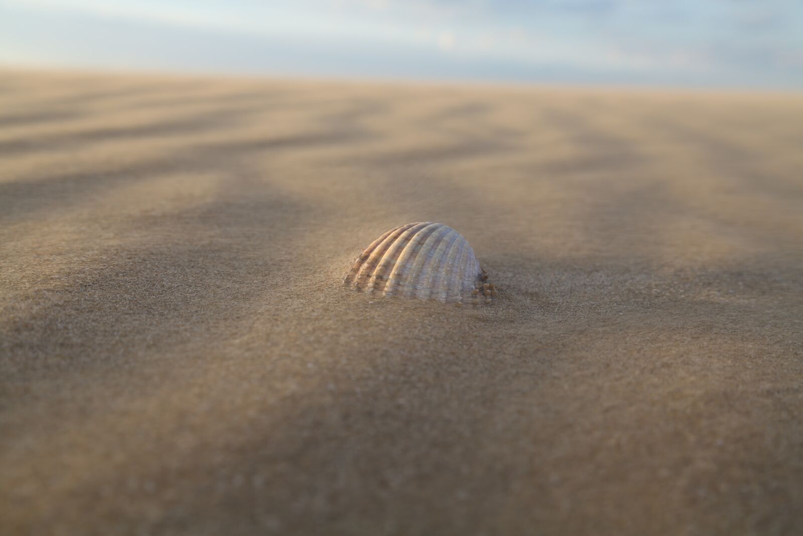 Canon EF 24-105mm F4L IS USM sample photo. Sea, shell, sand photography