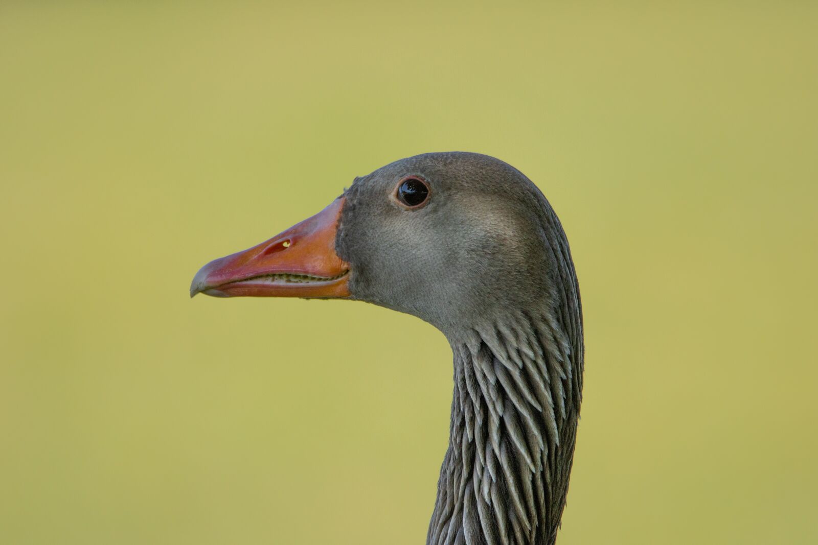 Canon EOS 90D sample photo. Greylag goose, head, close photography