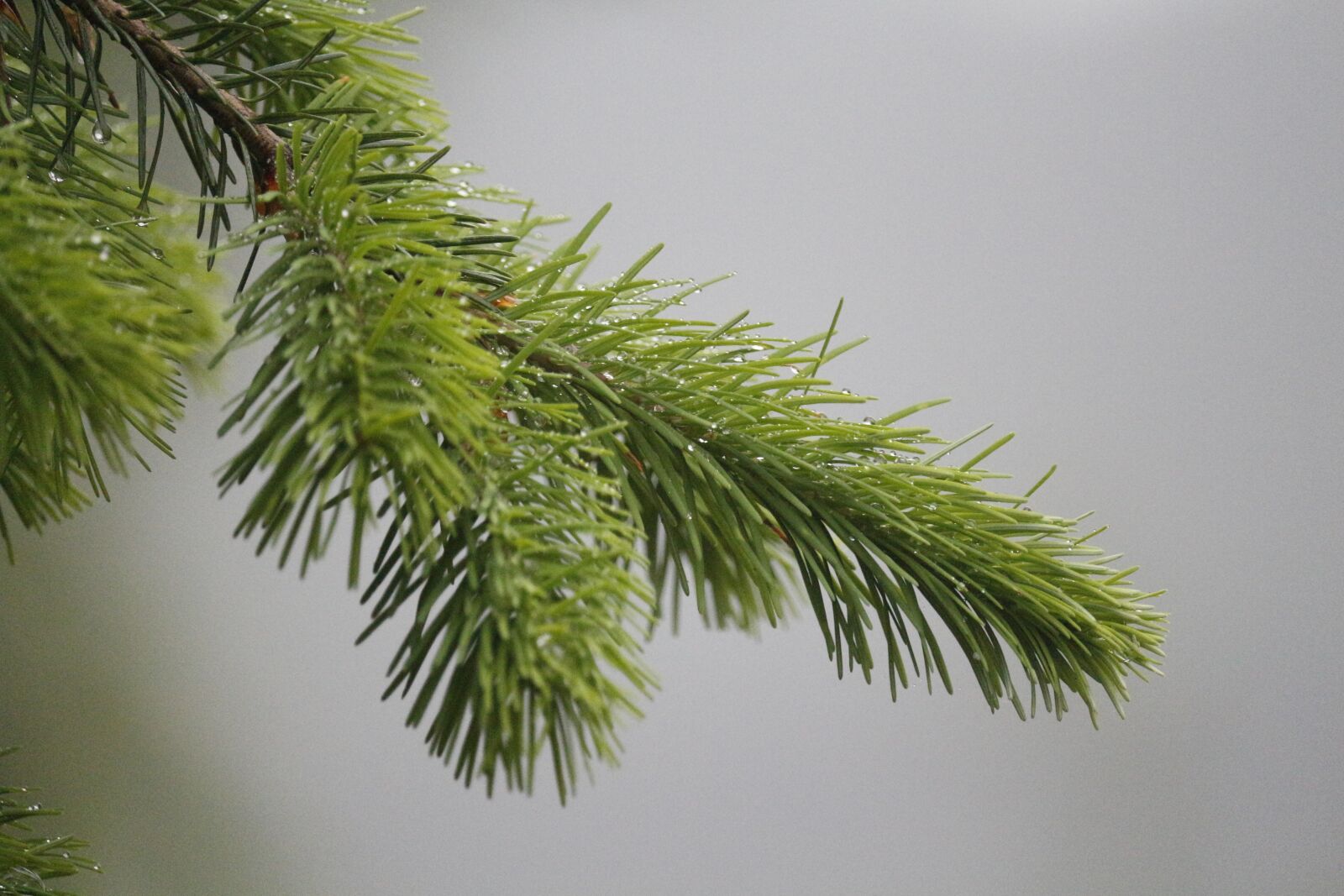 Canon EF-S 55-250mm F4-5.6 IS STM sample photo. Pine needles, fir tree photography