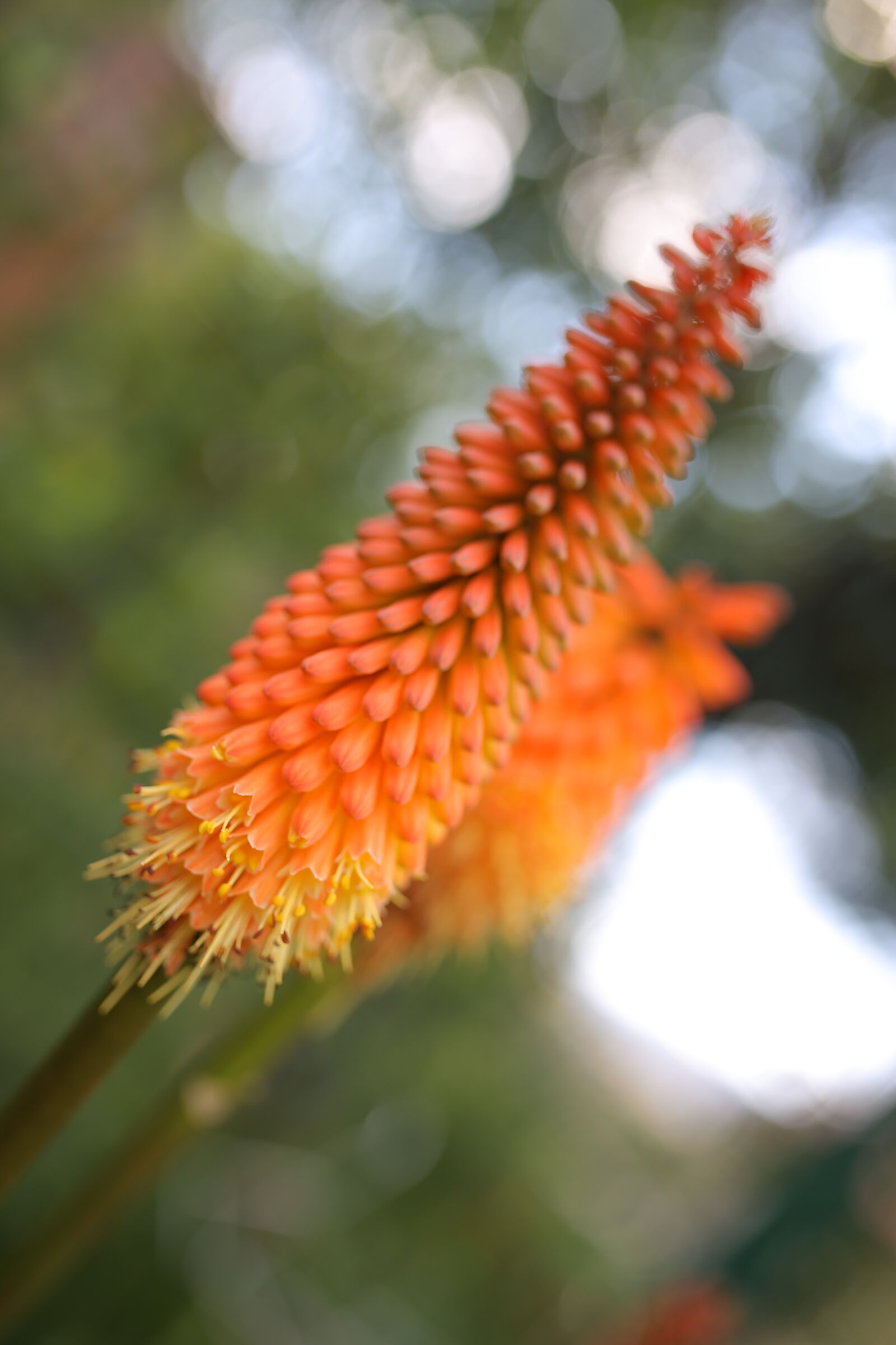 Canon EOS 6D sample photo. Flower, macro, nature, orange photography
