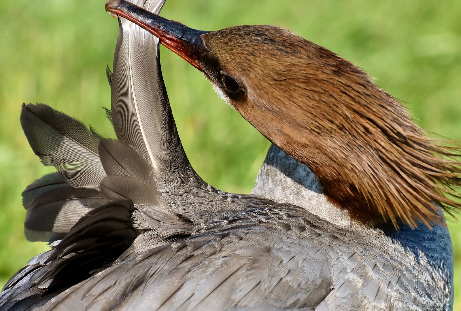 Nikon D7200 sample photo. Merganser, mergus merganser, duck photography