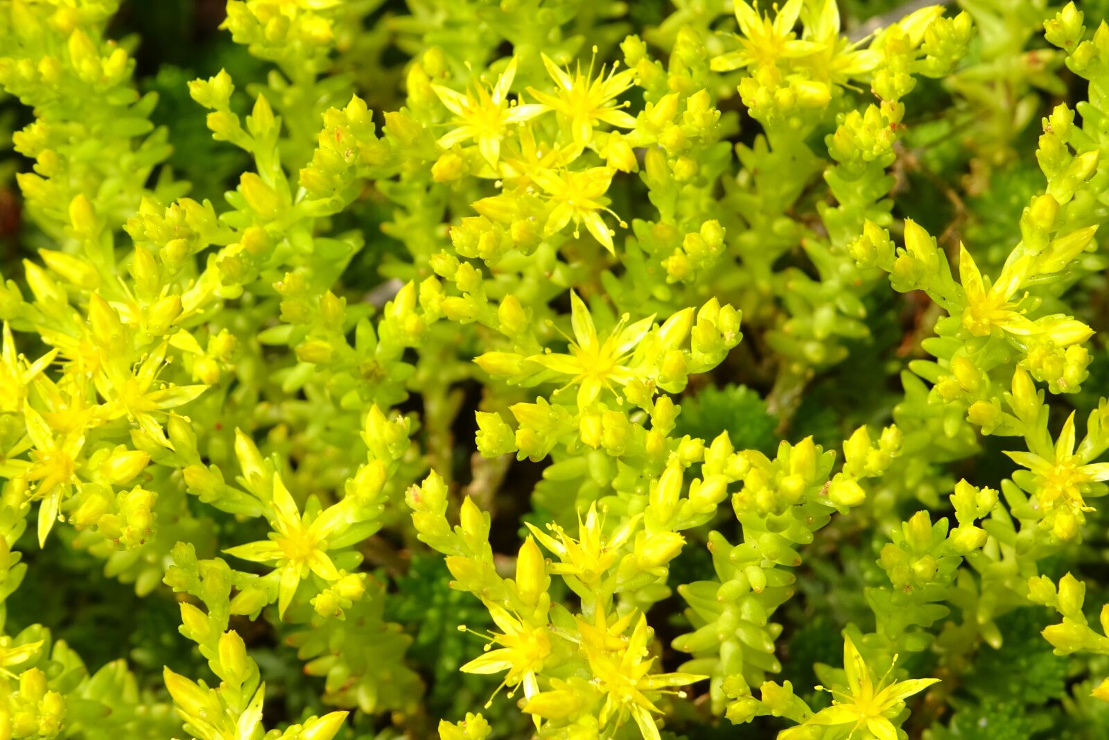 Sony DSC-HX60 sample photo. Nature, flowers, yellow photography