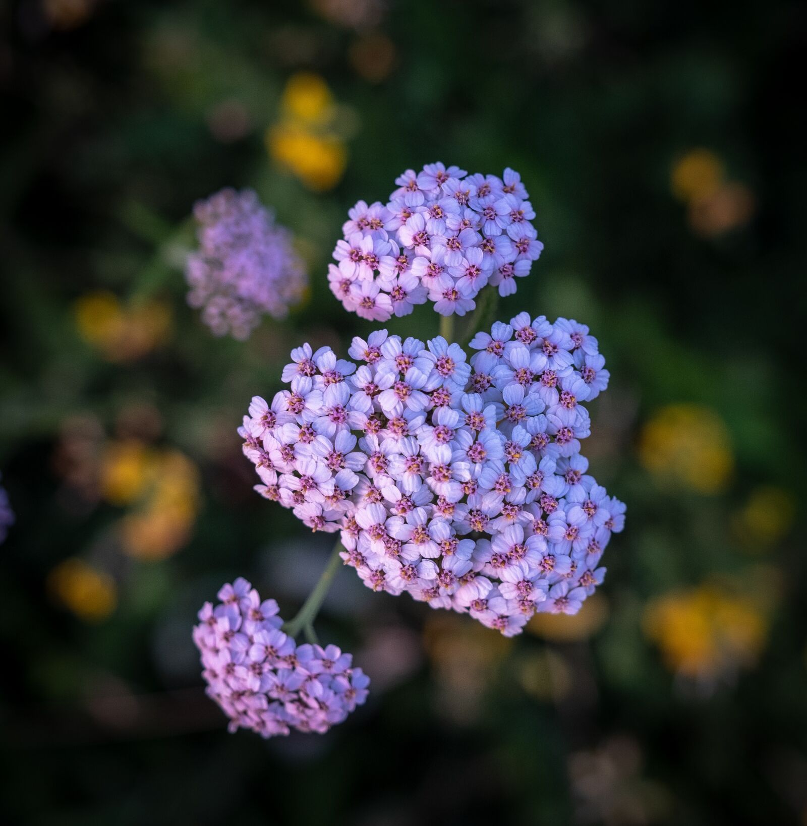 Fujifilm X-T2 sample photo. Bud, bloom, flowers photography