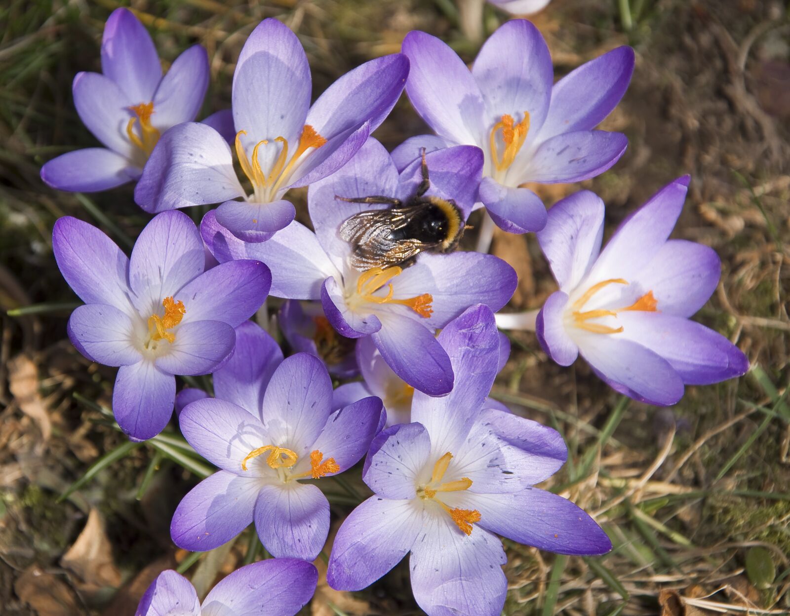 Nikon D500 sample photo. Insect, hummel, crocus photography