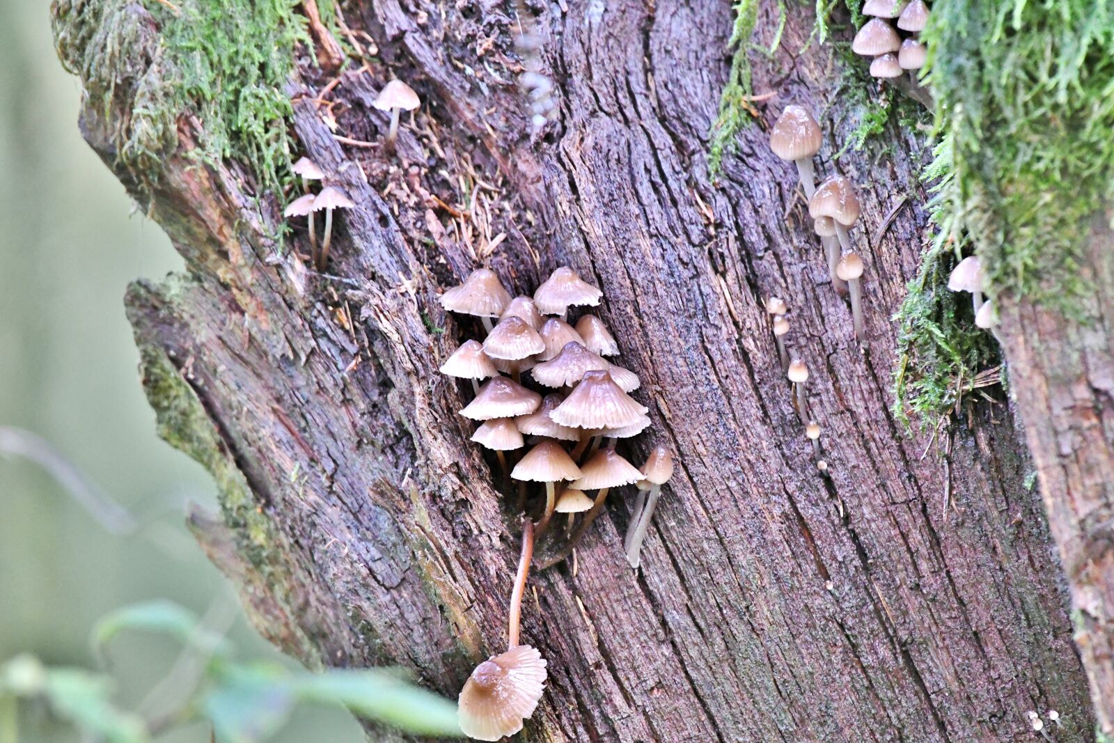 Nikon D500 sample photo. Mushrooms, tree stump, forest photography