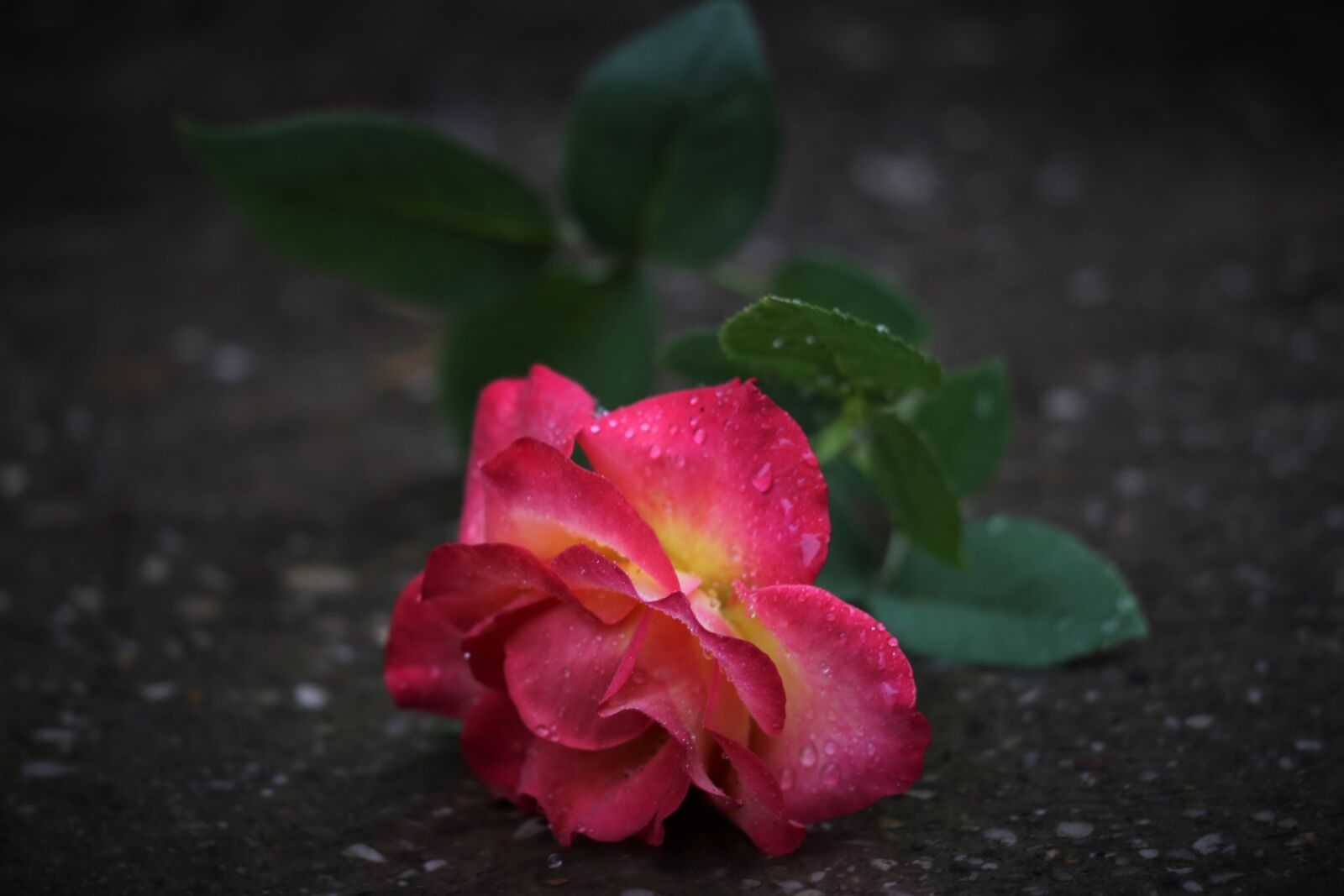 Canon EF 70-300 F4-5.6 IS II USM sample photo. Red yellow rose in photography