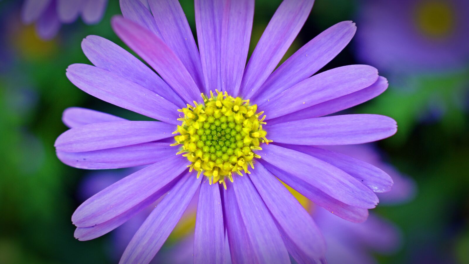 Nikon D5200 sample photo. Blue asterisk, flower, blossom photography