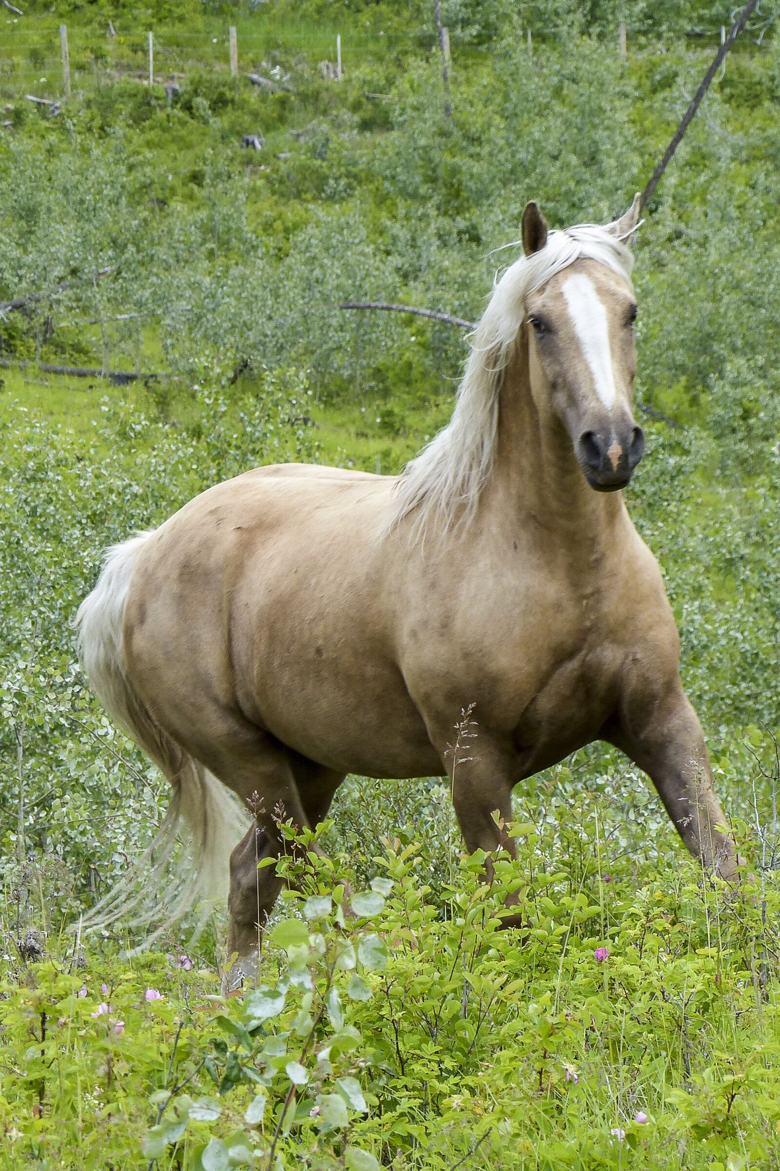 Panasonic Lumix DMC-FZ200 sample photo. Horse, mammal, nature photography