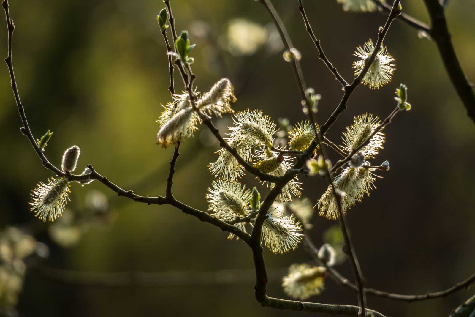 Canon PowerShot G3 X sample photo. Willow catkins, kitten, pasture photography