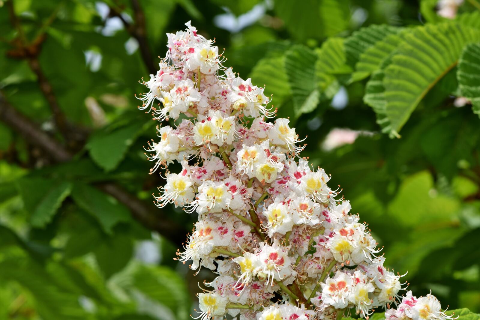 Nikon D7200 sample photo. Chestnut blossom, chestnut, inflorescence photography