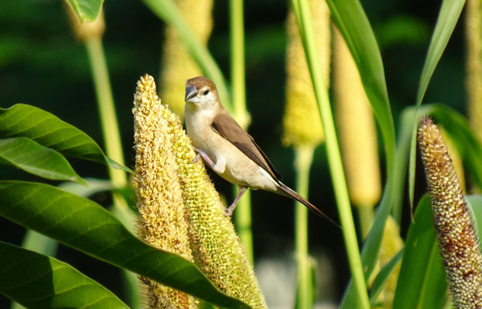Sony DSC-WX800 sample photo. Bird, indian silverbill, white-throated photography