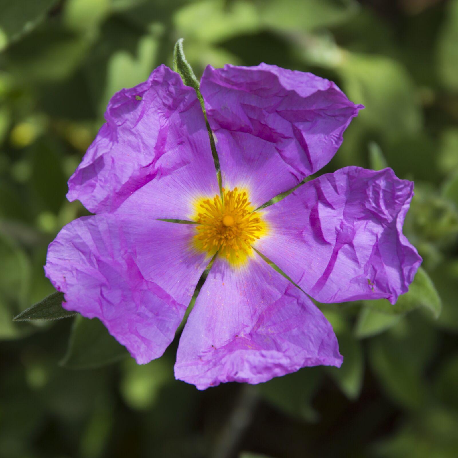 Canon EOS 70D + Canon EF 24-70mm F4L IS USM sample photo. Flower, violet, yellow photography