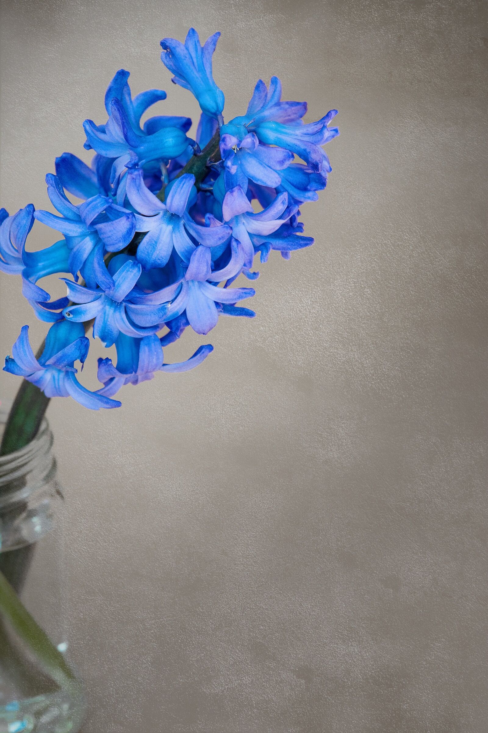 Nikon D7100 sample photo. Flower, hyacinth, flowers photography