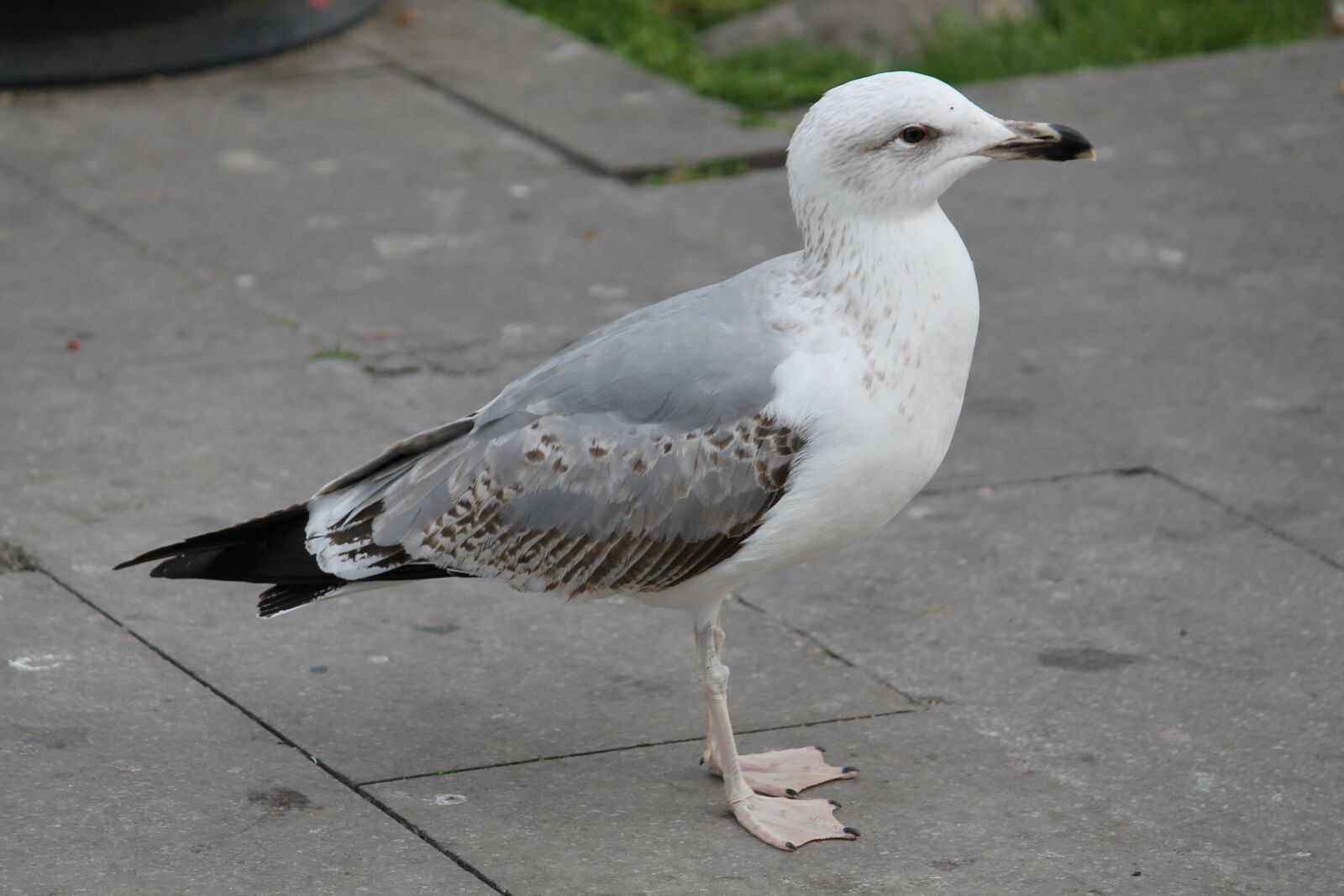 Canon EOS 1100D (EOS Rebel T3 / EOS Kiss X50) sample photo. Bird, nature, seagulls photography