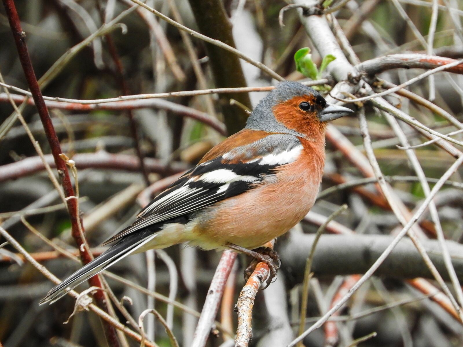 Nikon Coolpix B700 sample photo. Bird, brown, spring photography