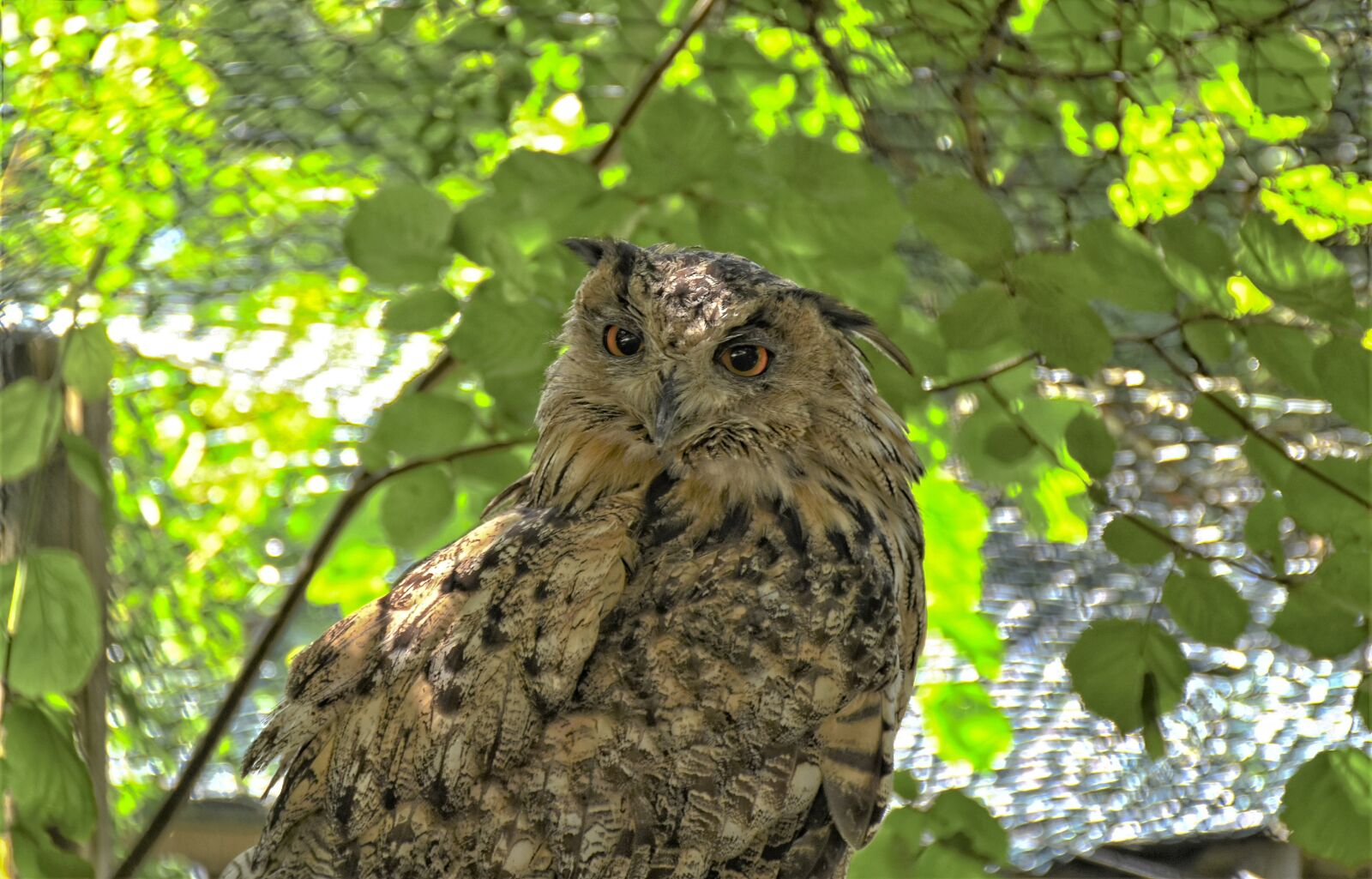 Nikon D7200 sample photo. Owl, waldeule, forest dwellers photography