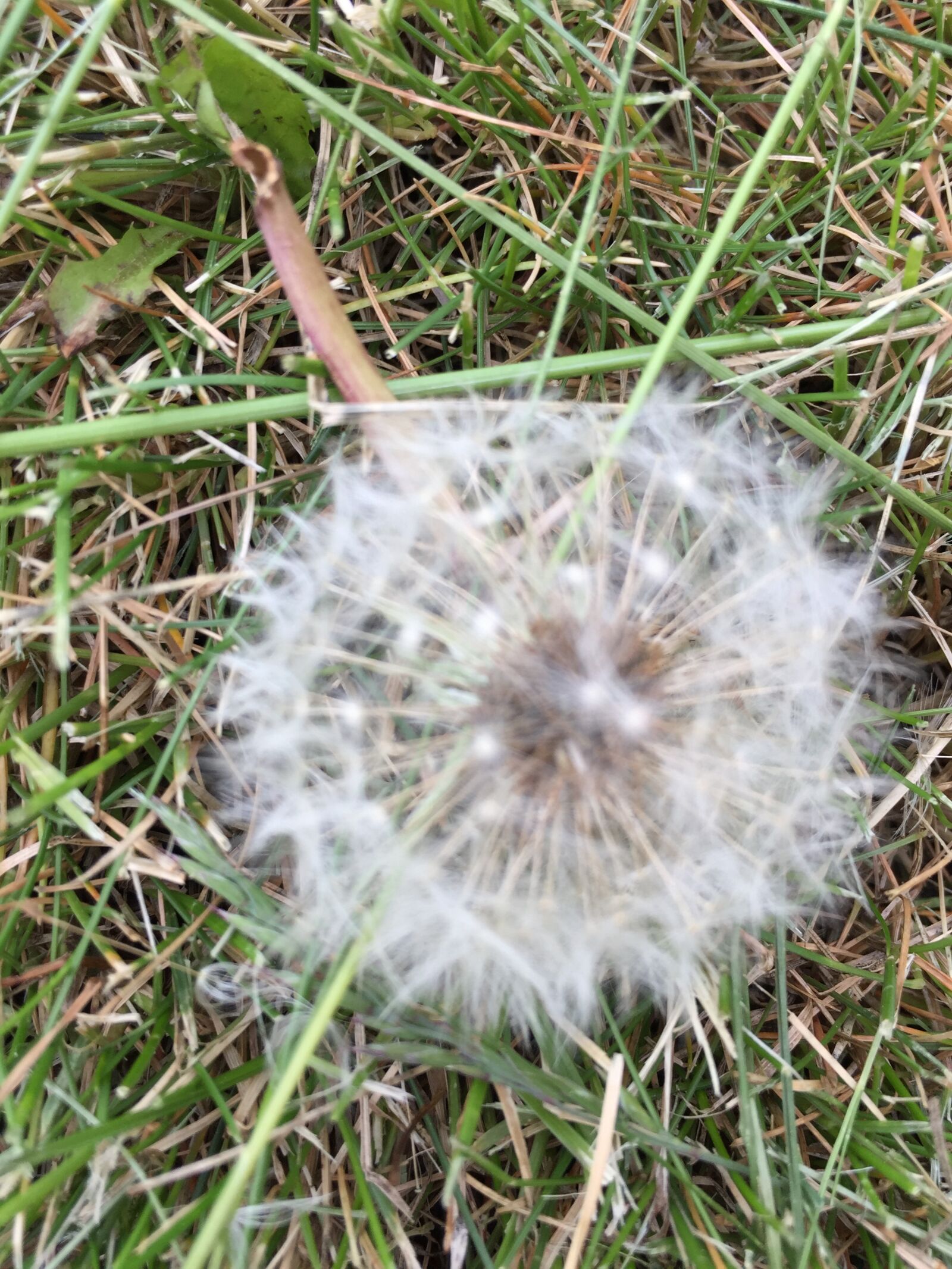 iPhone 6 back camera 4.15mm f/2.2 sample photo. Dandylion, puffy, flower photography