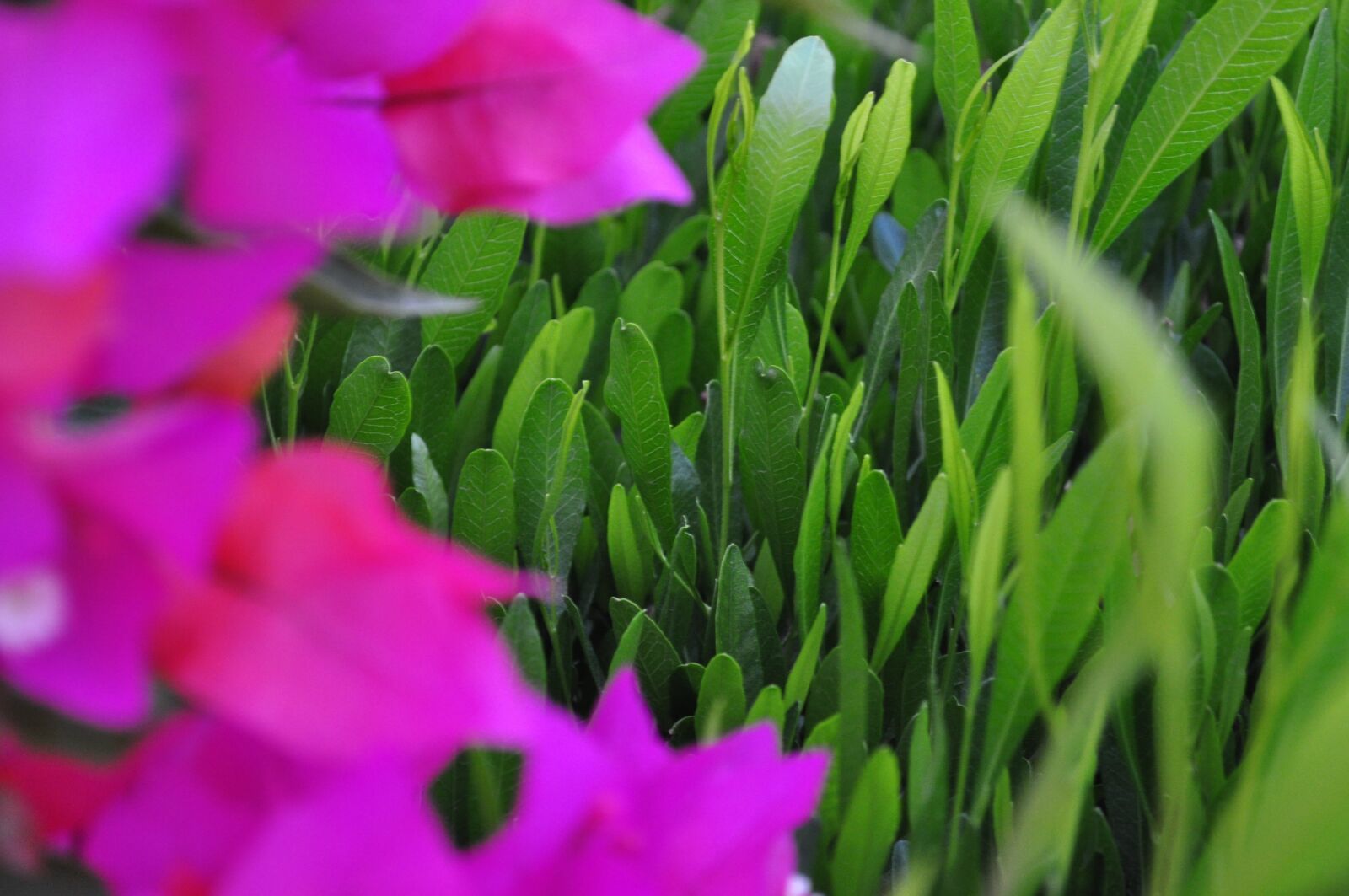 Nikon D5000 sample photo. Green, flower, nature photography