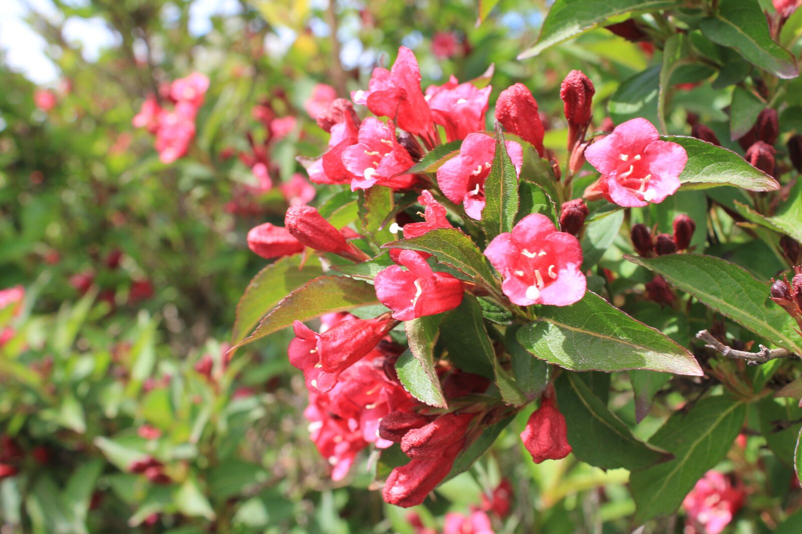 Canon EOS 550D (EOS Rebel T2i / EOS Kiss X4) sample photo. Flowers, tree, nature photography