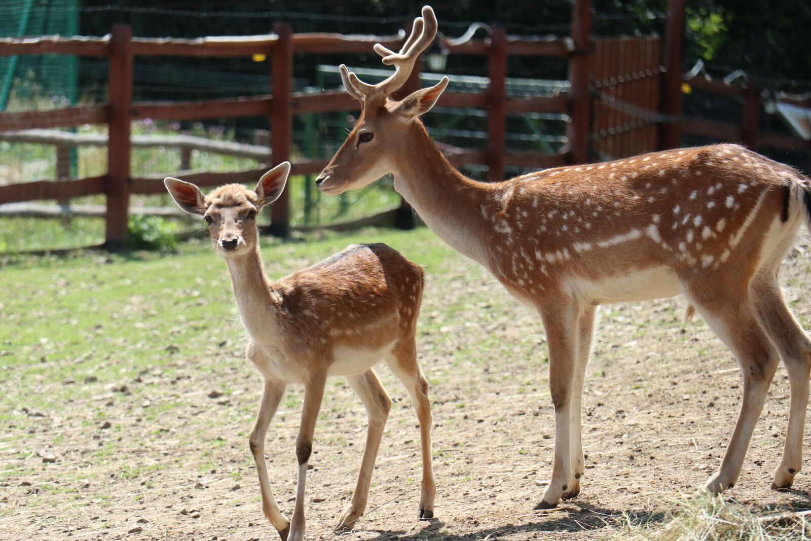 Canon EOS M6 sample photo. Fallow, animal, doe photography