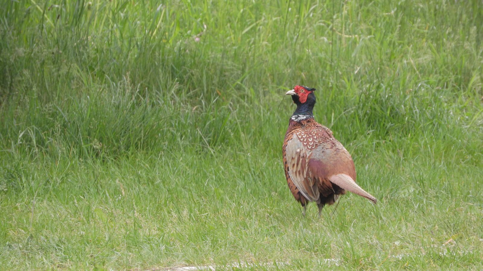 Nikon Coolpix P610 sample photo. Ring-necked pheasant, phasianus colchicus photography