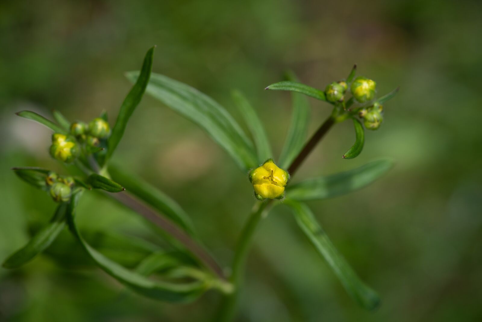 Nikon D750 sample photo. Plant, green, nature photography