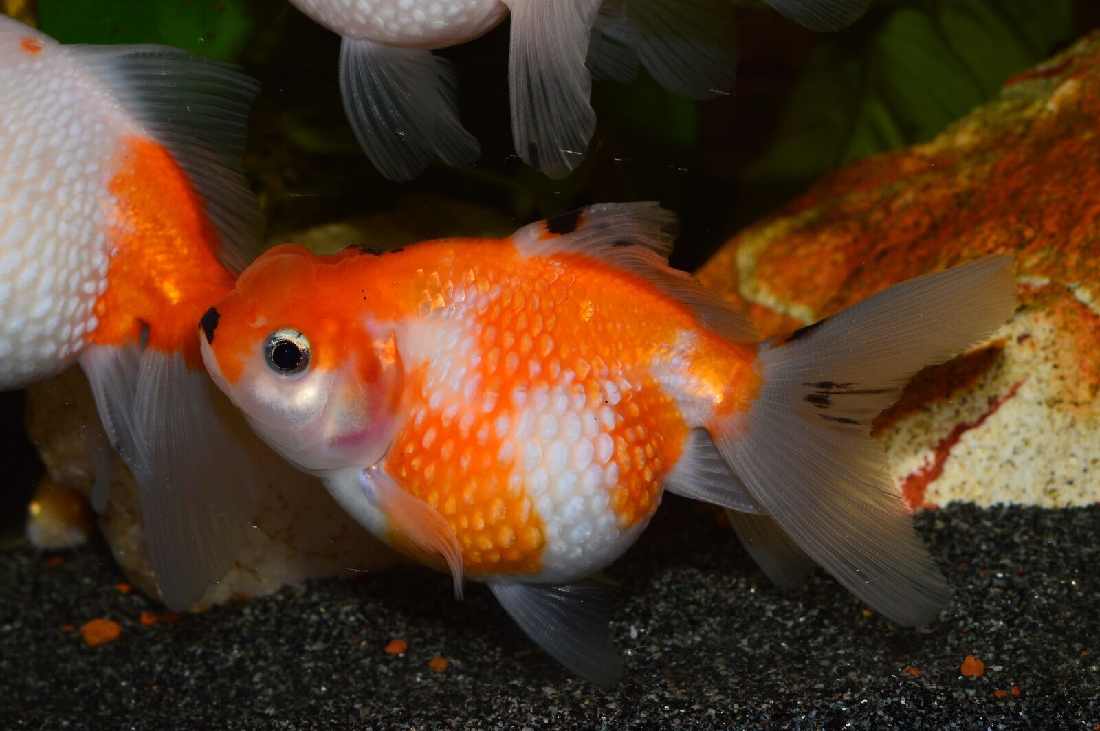 Nikon D3200 sample photo. Goldfish, flakes of pearl photography