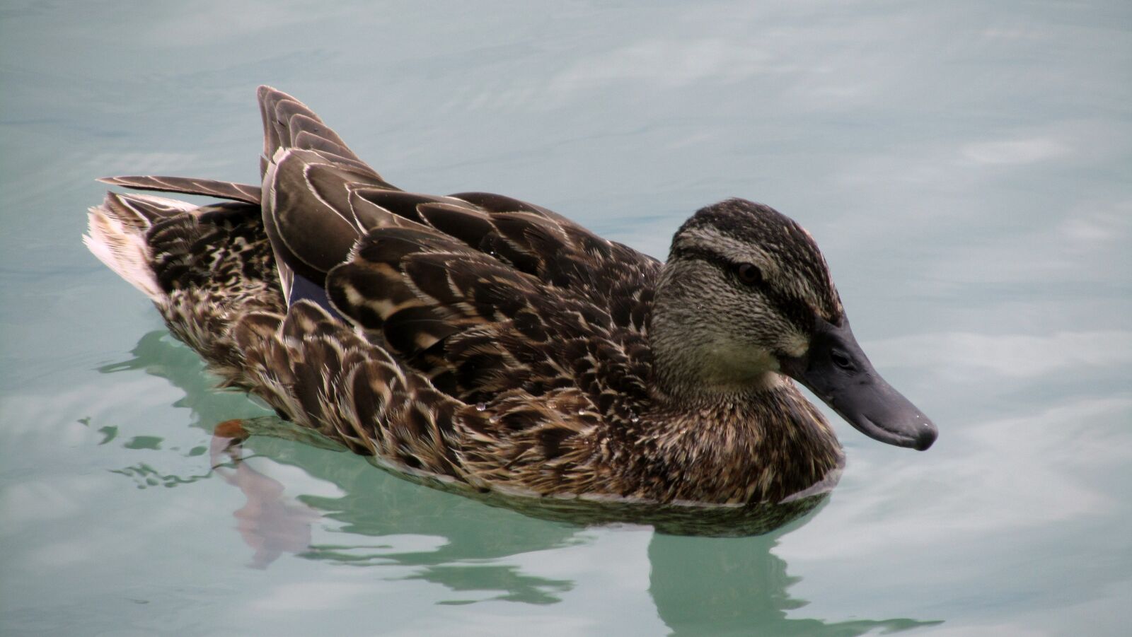Canon PowerShot SX210 IS sample photo. Duck, bird, lake balaton photography