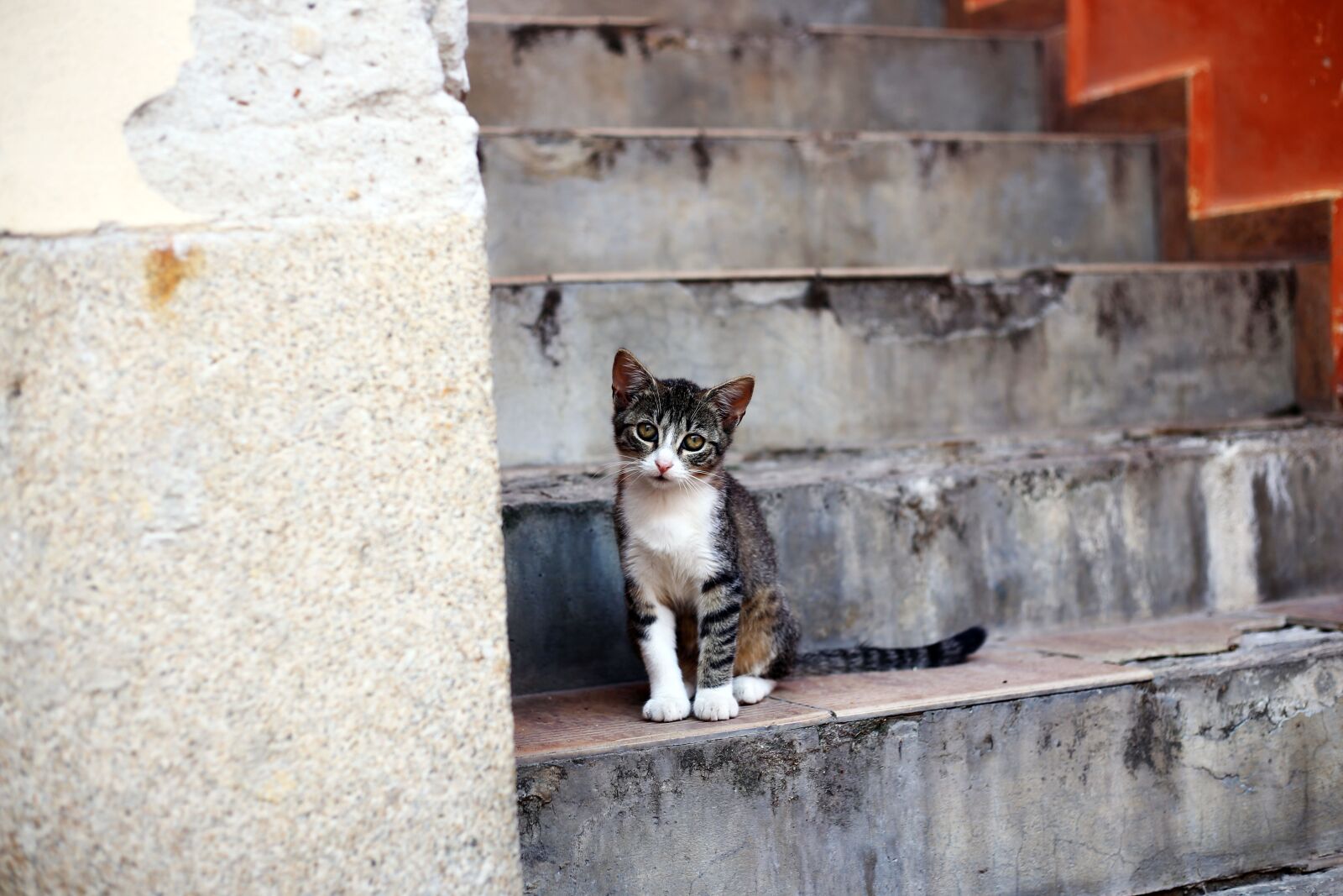 Canon EOS 6D sample photo. Kitten, stairs, street photography