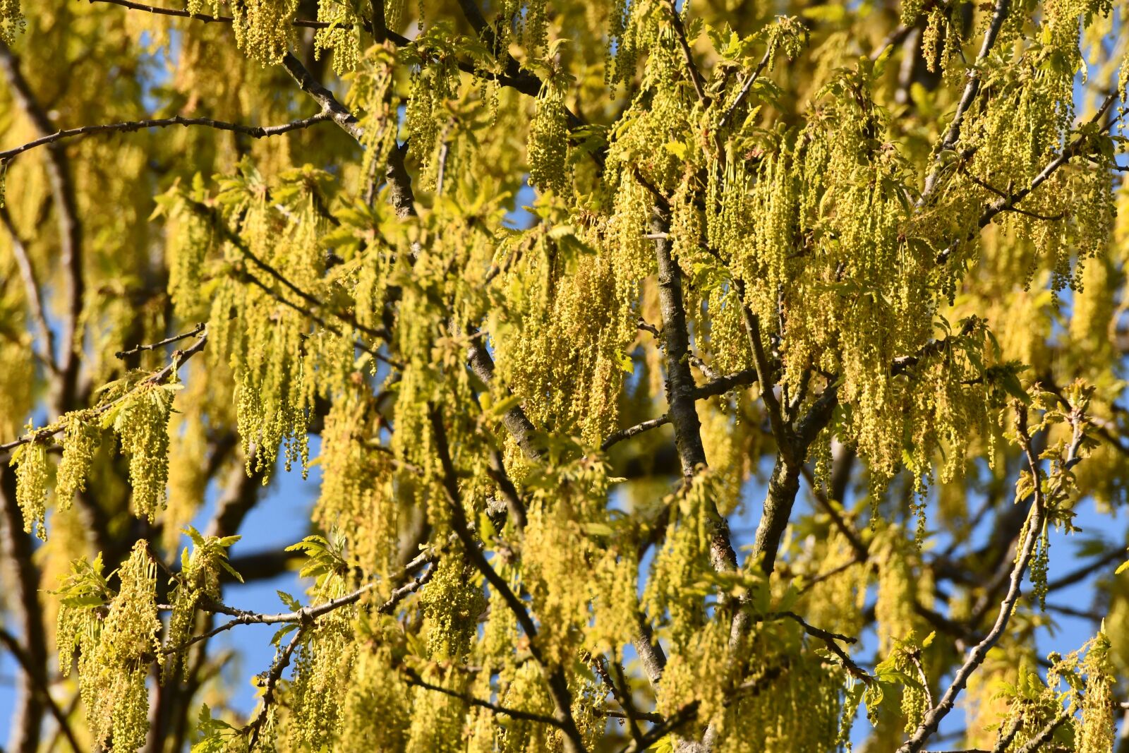 Nikon D7500 sample photo. Catkins, buds, freshness photography