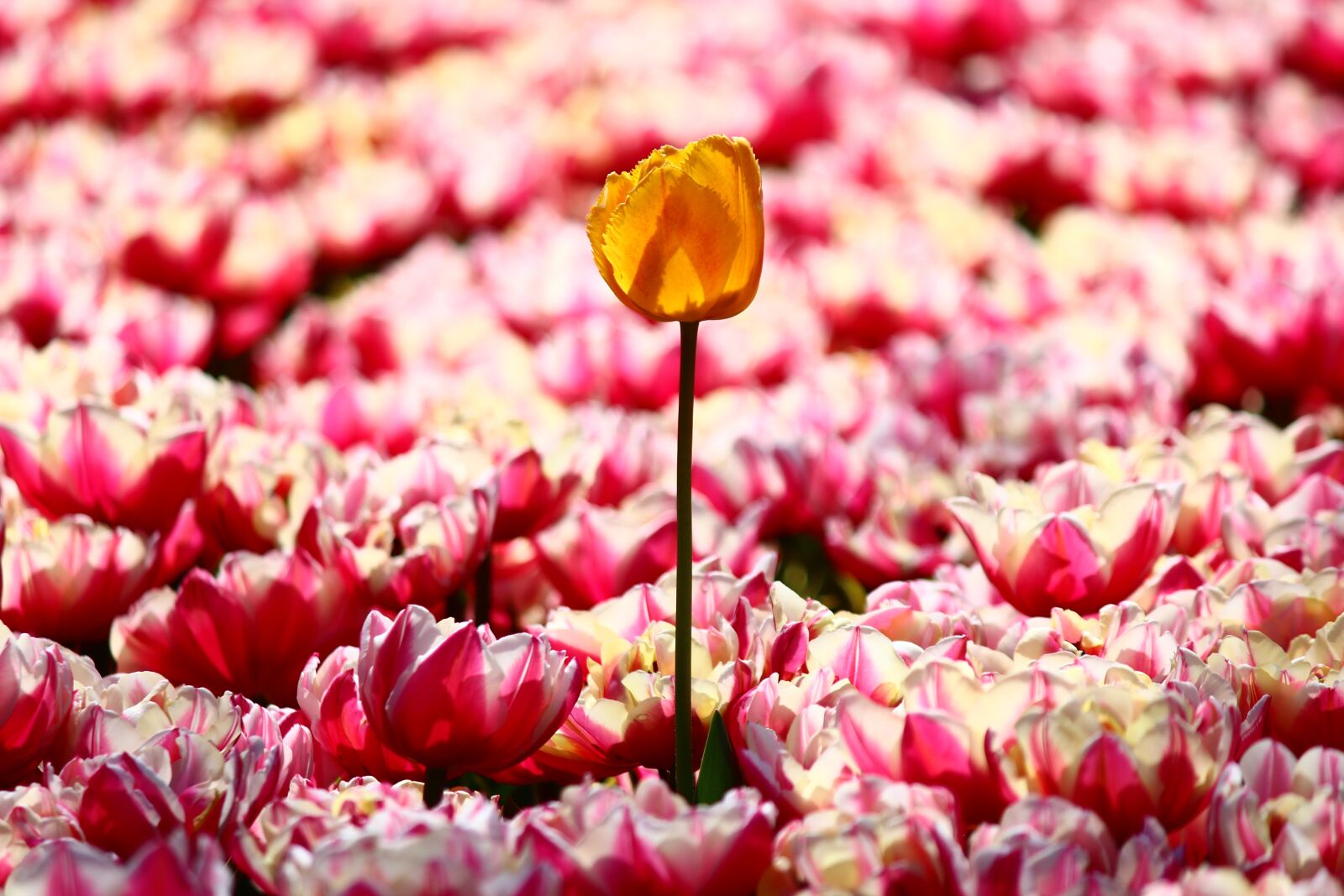 Canon EOS 600D (Rebel EOS T3i / EOS Kiss X5) sample photo. One yellow tulip, alone photography