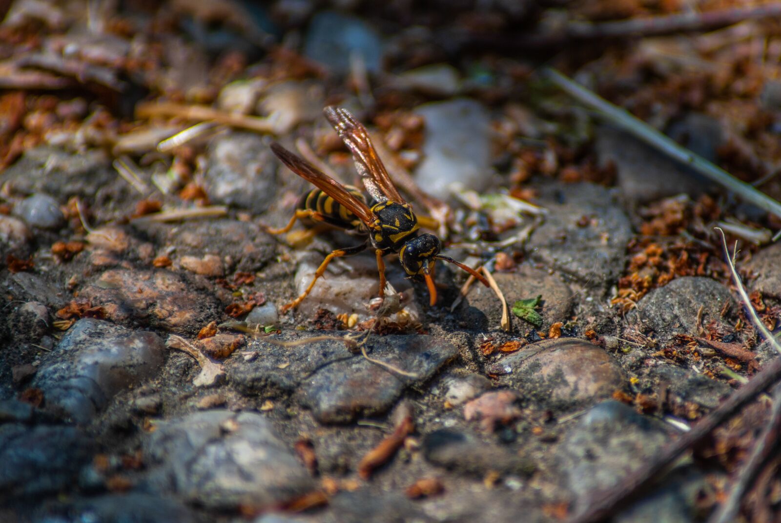Nikon D60 sample photo. Wasp, insect, vespula photography