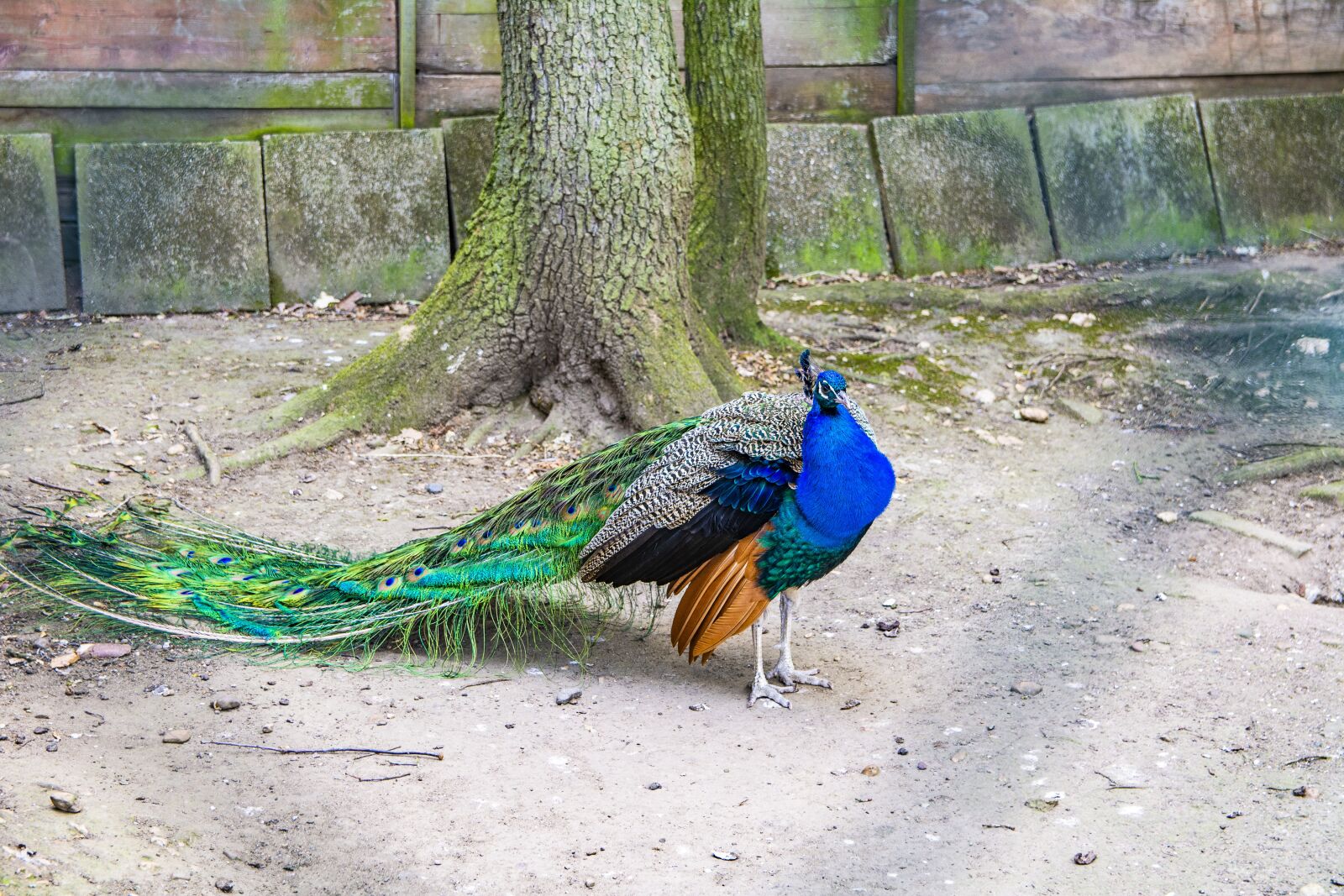 Nikon D5200 sample photo. Peacock, bird, barn photography