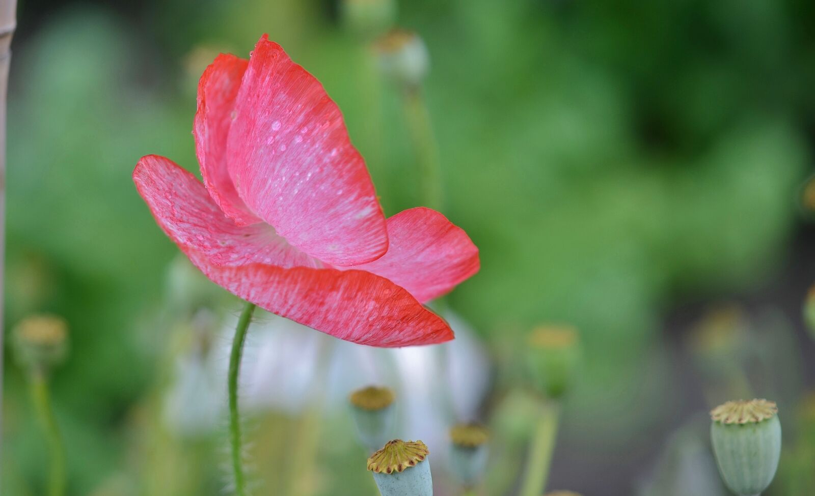 Nikon D7000 sample photo. Poppy, flower, natur photography