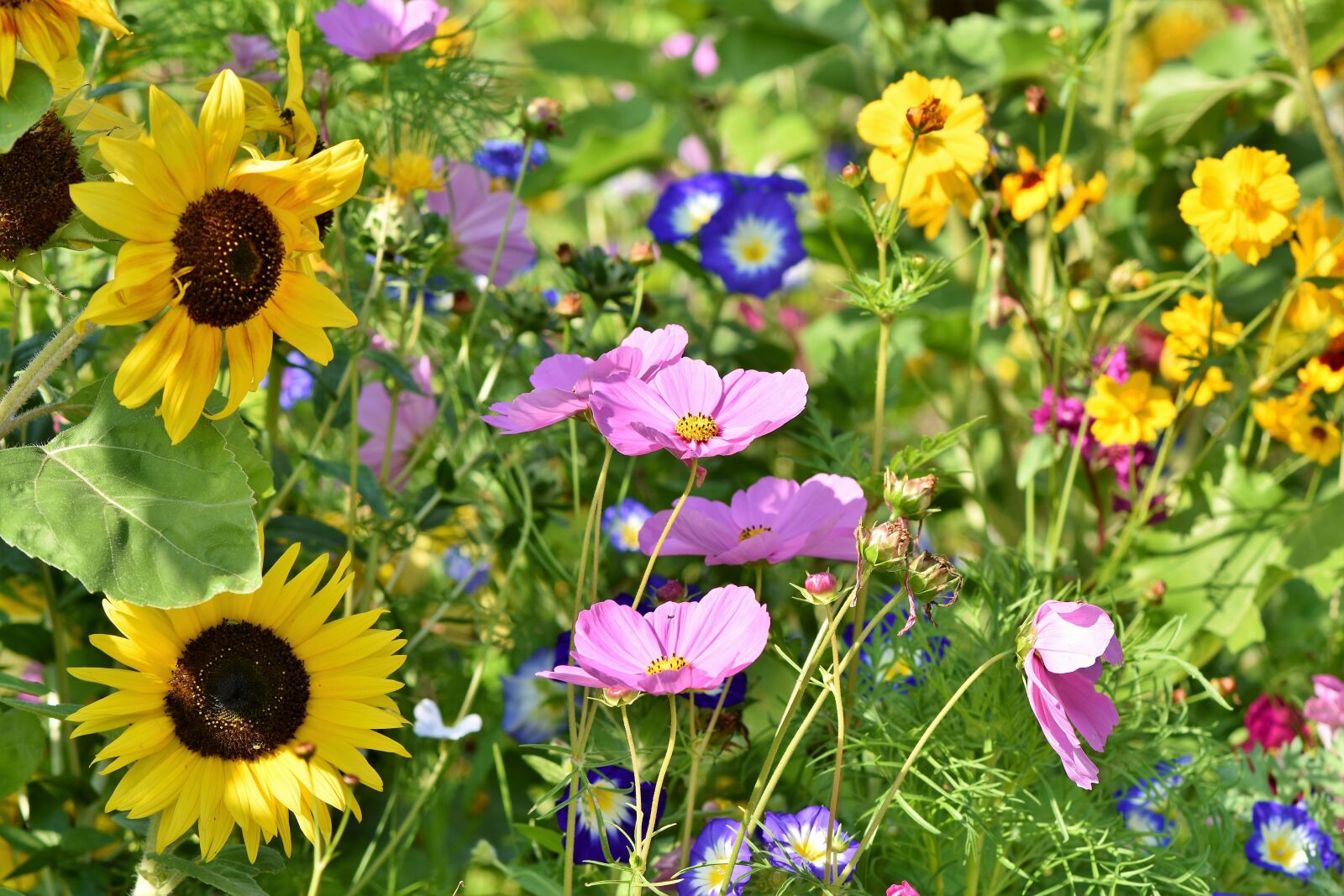 Nikon D7200 sample photo. Flower meadow, flowers, wildflowers photography
