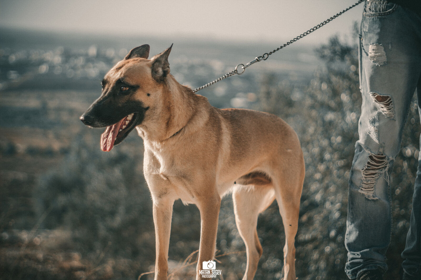 Canon EF 50mm F1.8 STM sample photo. Animal, dog, love, tired photography
