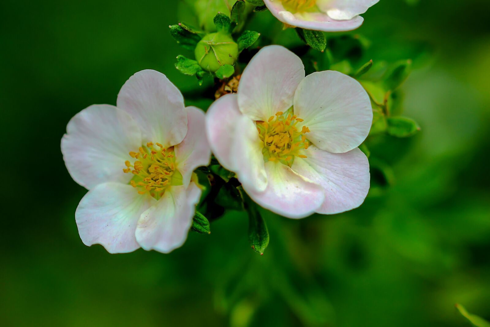 Canon EOS 600D (Rebel EOS T3i / EOS Kiss X5) sample photo. Flowers, macro, nature photography