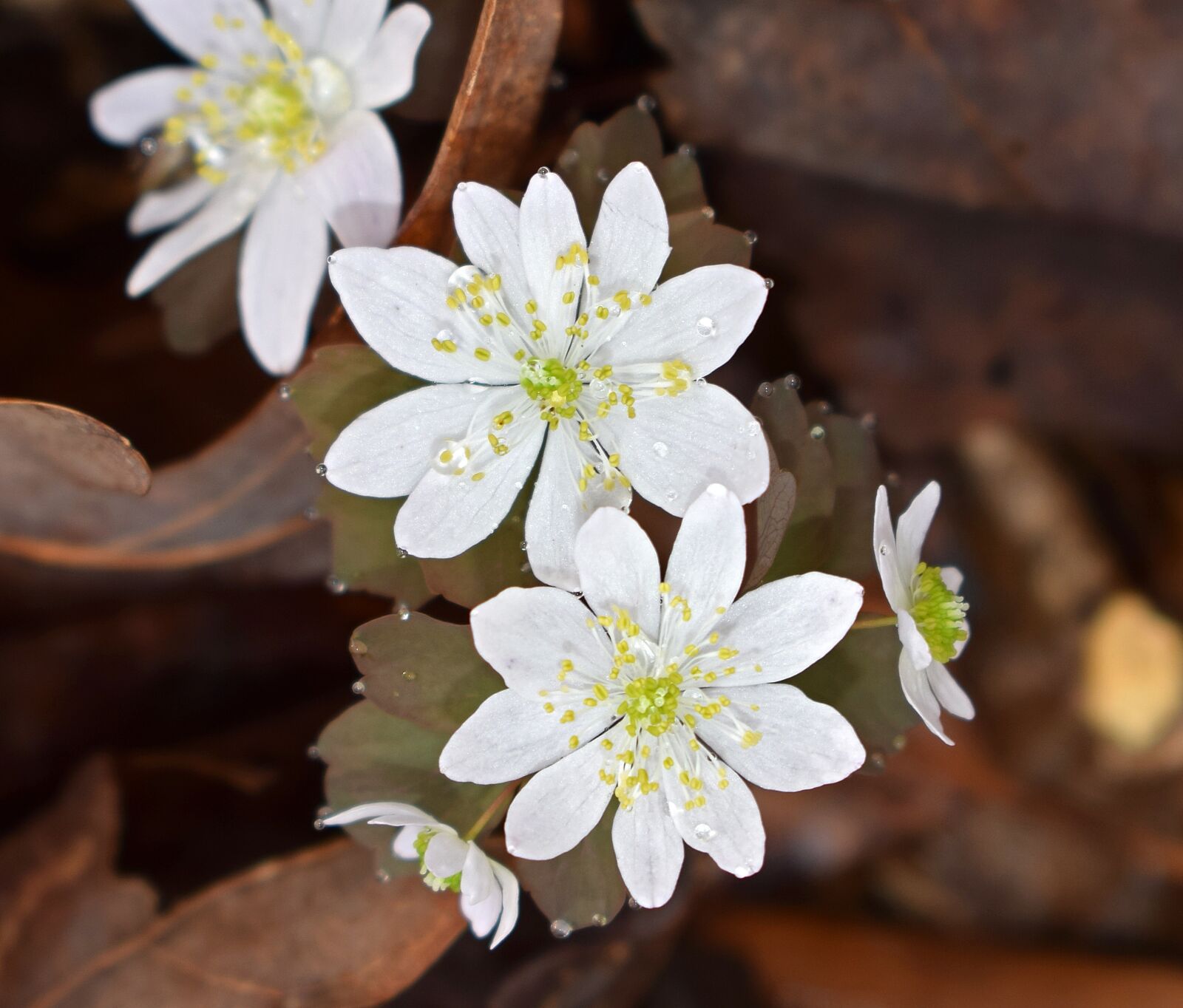 Nikon D3300 sample photo. Rue anemone, wildflower, flower photography