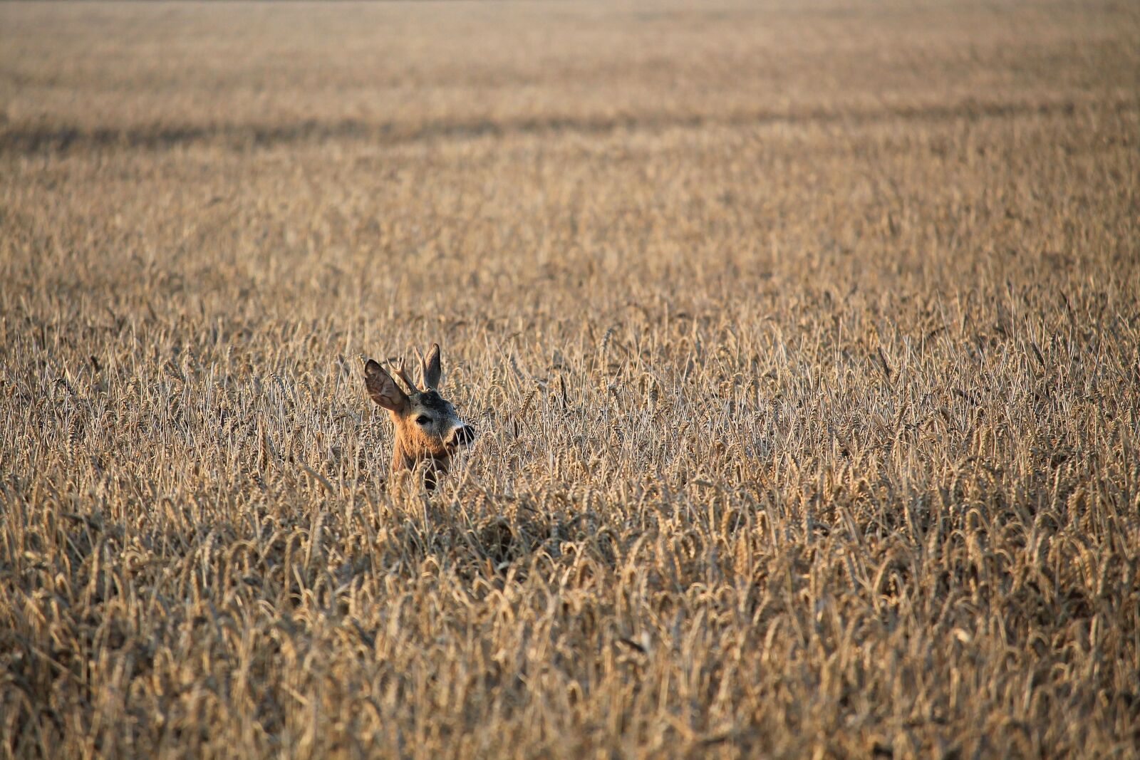 Canon EF-S 55-250mm F4-5.6 IS STM sample photo. Roe deer, fallow deer photography