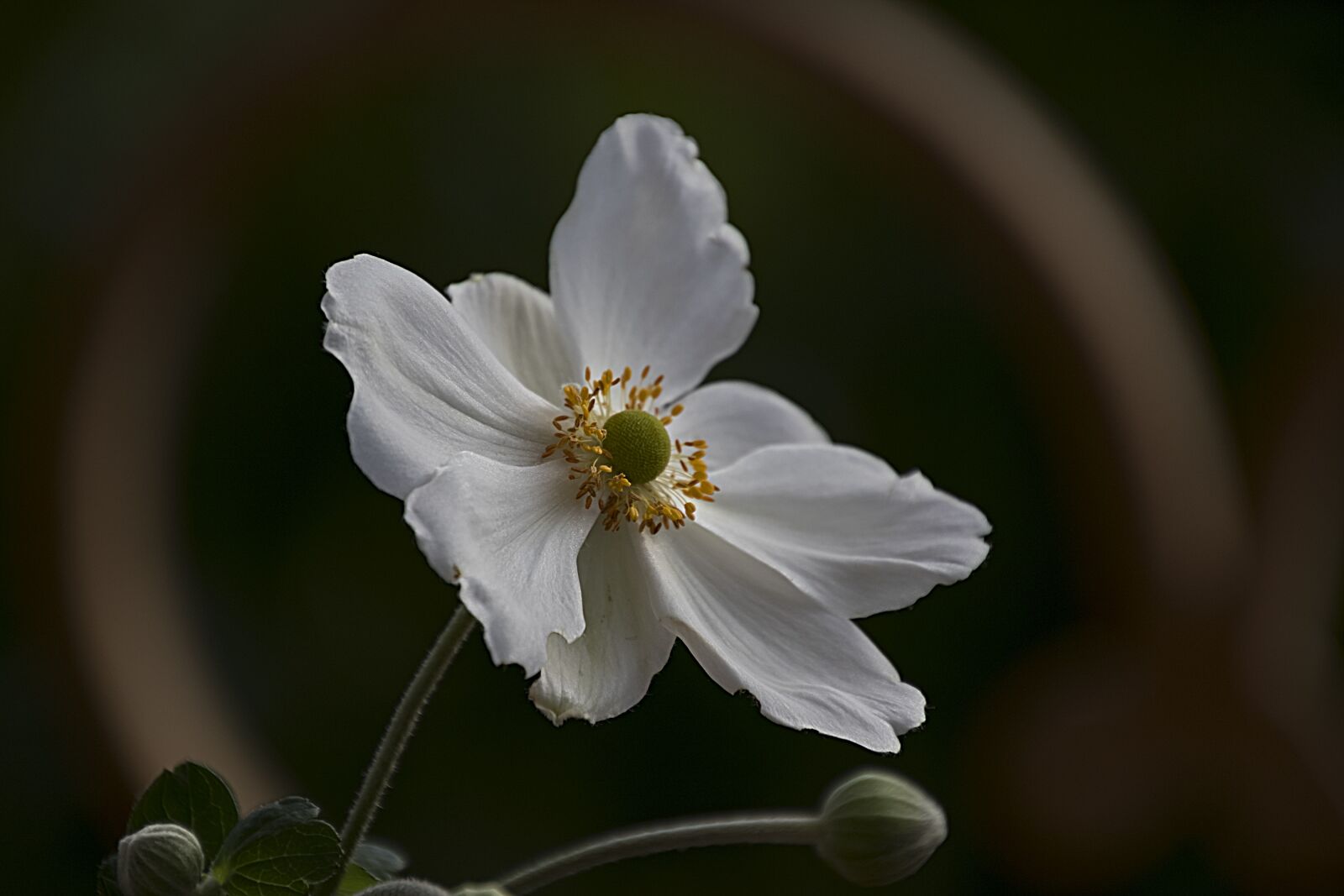 Canon EOS 7D Mark II sample photo. Winter, garden, rose photography
